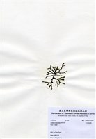 藏品(交織松藻)的圖片